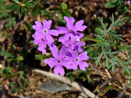 {Glandularia pulchella}